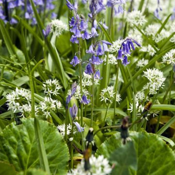 Duo voor verwildering: Wilde hyacint en Daslook