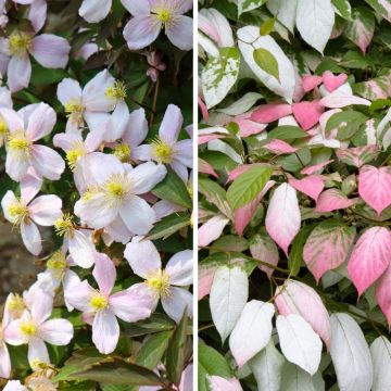 # Duo Chic - Clematis montana en Actinidia  ## Een harmonieuze combinatie van bloei en vruchten  Dit duo combineert de overvloedige bloei van de **Clematis montana** met de decoratieve en eetbare vruchten van de **Actinidia**. Deze twee klimplanten vullen