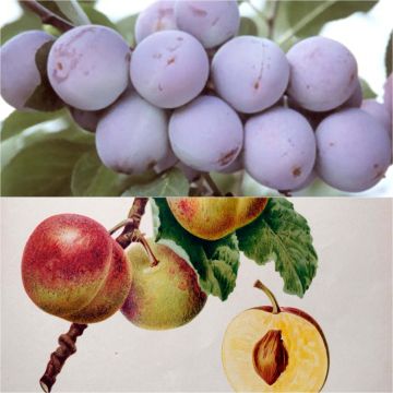 Duo bestuivende Reine Claude-pruimen in pot