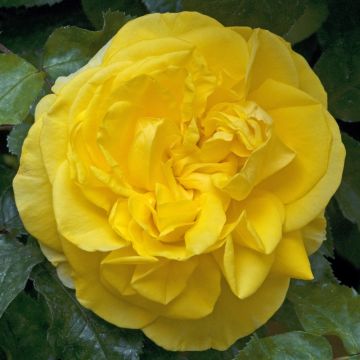 Rosa Pacific Sunset - Grootbloemige roos