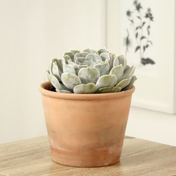 Echeveria lilacina - Mexicaanse sneeuwbal
