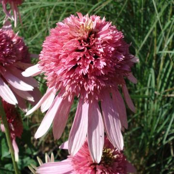 Echinacea purpurea Pink Double Delight - Rode zonnehoed