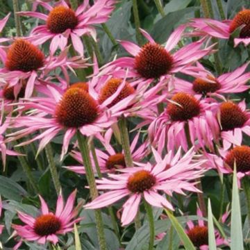 Echinacea purpurea Maxima - Rode zonnehoed