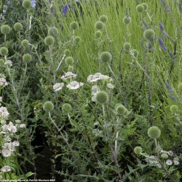 Echinops sphaerocephalus Arctic Glow - Beklierde kogeldistel