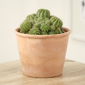 Echinopsis multiplex - Zee-egelcactus