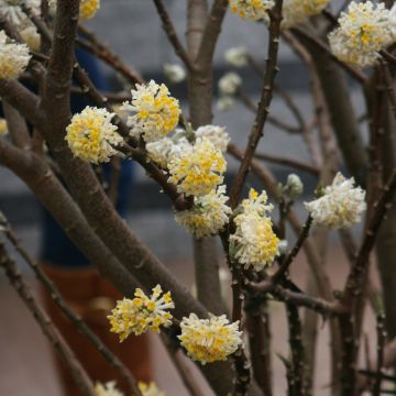 Edgeworthia chrysantha - Papierstruik