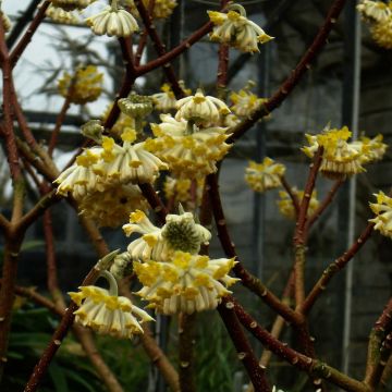 Edgeworthia chrysantha Grandiflora - Papierstruik