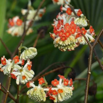 Edgeworthia chrysantha Red Dragon Akebono - Papierstruik