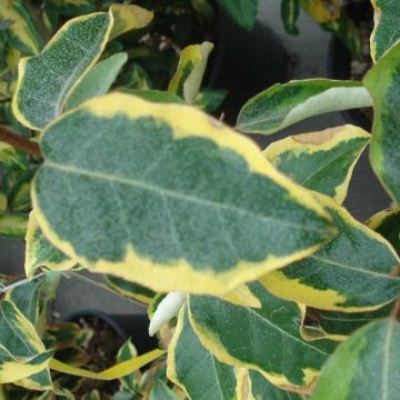 Elaeagnus ebbingei Gilt Edge - Olijfwilg