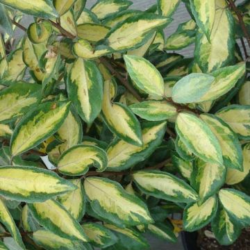 Elaeagnus ebbingei Limelight - Olijfwilg