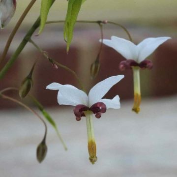 Epimedium dolichostemon - Elfenbloem
