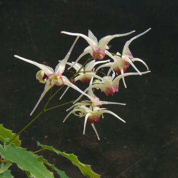 Epimedium Domino - Elfenbloem