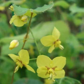 Epimedium perralchicum Frohnleiten - Elfenbloem