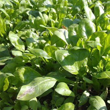 Spinazie Palco F1 BIO