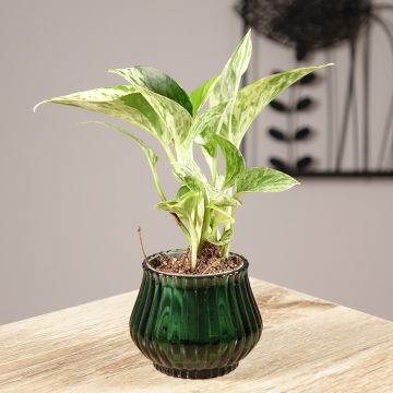 Pothos Marble Queen - Epipremnum aureum