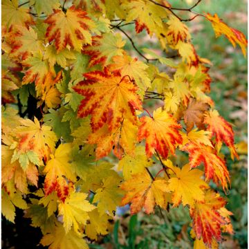 Acer japonicum Vitifolium - Japanse esdoorn