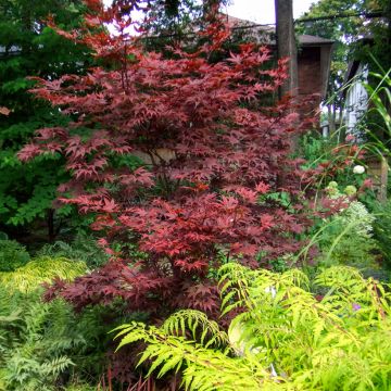Acer palmatum Bloodgood - Japanse esdoorn