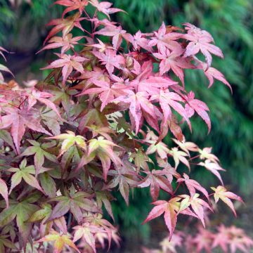 Acer palmatum Deshojo - Japanse esdoorn