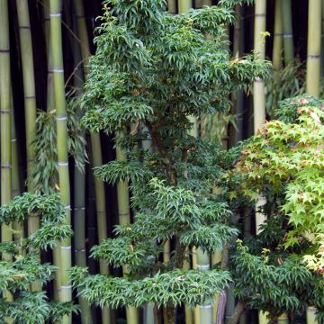 Acer palmatum Shishigashira - Japanse esdoorn