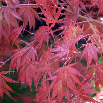 Acer palmatum Trompenburg - Japanse esdoorn