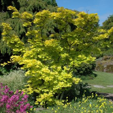 Acer shirasawanum Aureum - Japanse goudesdoorn