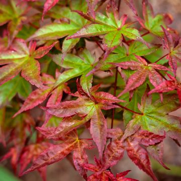 Acer palmatum Beni Maiko - Japanse esdoorn