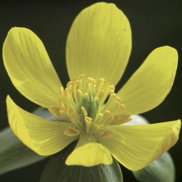 Eranthis hyemalis - Winterakoniet
