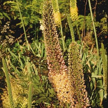 Eremurus Bruin - Steppenlelie