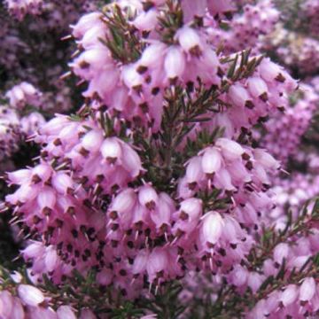 Erica darleyensis Spring Surprise - Winterheide