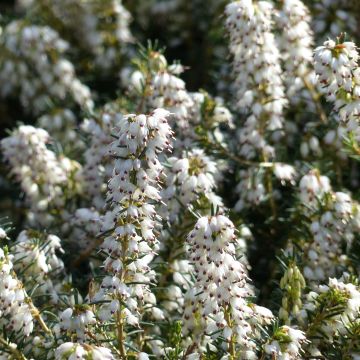 Erica darleyensis Silberschmelze - Winterheide