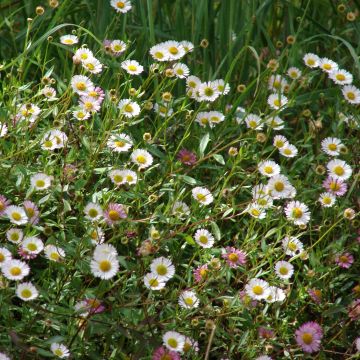 Erigeron karvinskianus - Muurfijnstraal