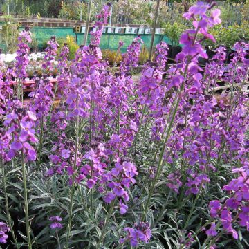 Erysimum Bowles Mauve – Muurbloem