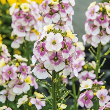 Erysimum linifolium Winter Charm – Muurbloem