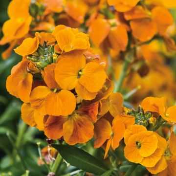 Erysimum Winter Spice – Muurbloem