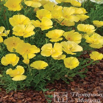 Eschscholzia californica Butter Bush (zaad) – Slaapmutsje