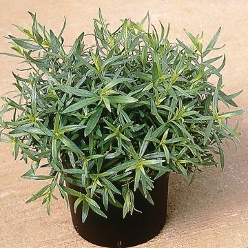 Dragon Tolergon BIO - Artemisia dracunculus