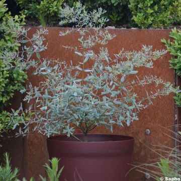 Eucalyptus gunnii France Bleu Rengun - Cidergomboom