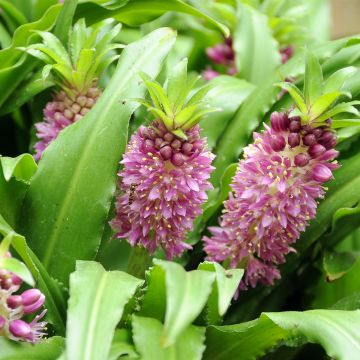 Eucomis comosa Sparkling Burgundy - Ananasplant