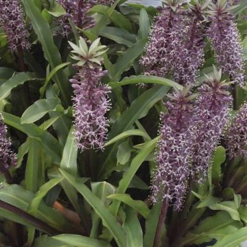 Eucomis Twinkle Stars - Kuiflelie