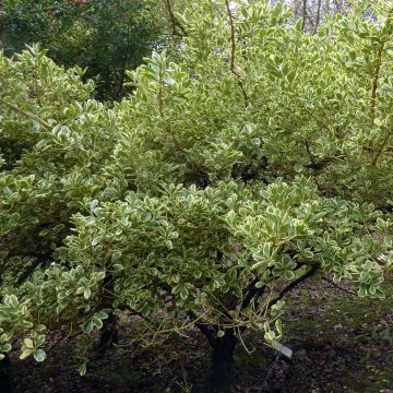 Euonymus japonicus Duc d'Anjou - Japanse kardinaalsmuts