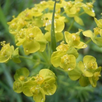 Euphorbia cyparissias - Cipreswolfsmelk