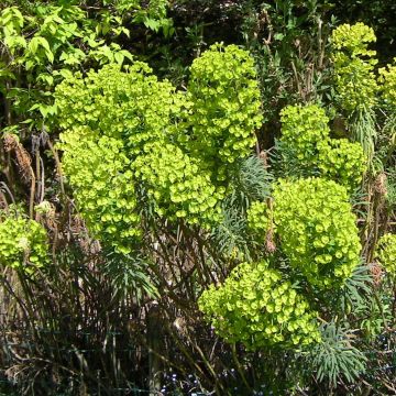 Euphorbia characias - Wolfsmelk