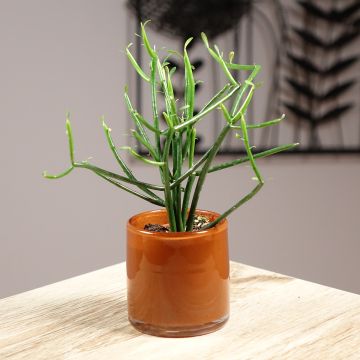 Euphorbia tirucalli - Potloodplant