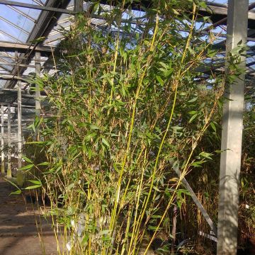 Fargesia denudata Lancaster 1 - Niet-woekerende bamboe