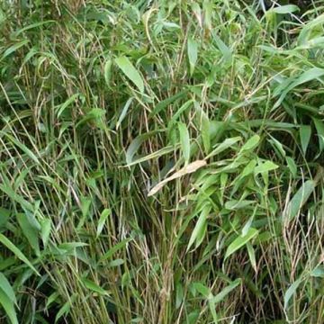 Fargesia murielae Bimbo - Niet-woekerende bamboe