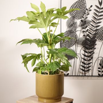 Fatsia japonica - Vingerplant