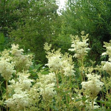 Filipendula ulmaria Variegata - Moerasspirea