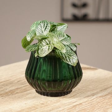 Fittonia Mini Wit - Mozaïekplant