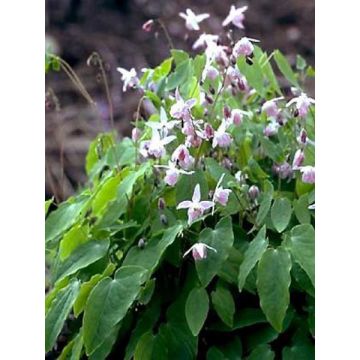 Epimedium youngianum Roseum - Elfenbloem