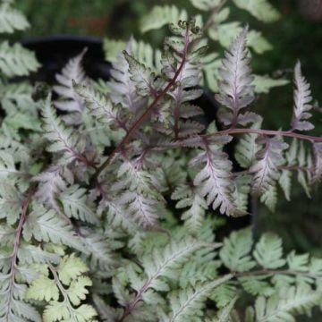 Athyrium niponicum var. pictum - Japanse regenboogvaren